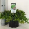 Jeneverbes (Juniperus Procumbens 'Nana') -Directplant Winkel juniperus procumbens nana c3 m 1
