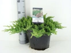 Jeneverbes (Juniperus Procumbens 'Nana') -Directplant Winkel juniperus procumbens nana c5 m