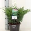 Sevenboom (Juniperus Sabina) 2 Sevenboom (Juniperus Sabina) -Directplant Winkel juniperus sabina c3 m