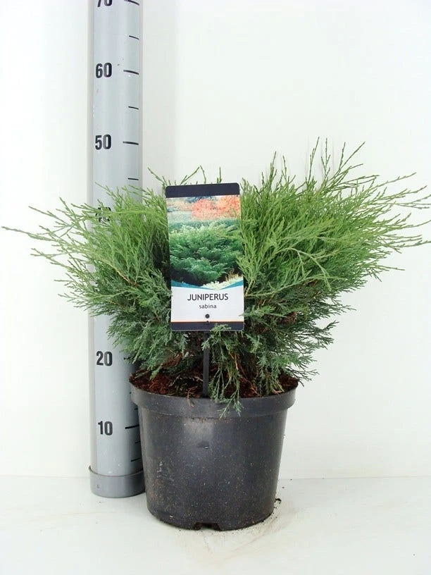 Sevenboom (Juniperus Sabina) 4 Sevenboom (Juniperus Sabina) - Afbeelding 2