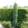 Jeneverbes (Juniperus Scopulorum 'Skyrocket') -Directplant Winkel juniperus scopulorum skyrocket 1