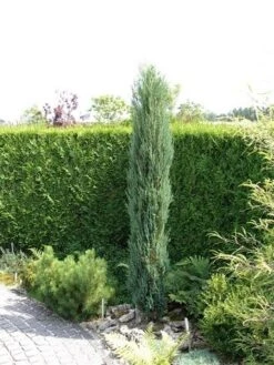 Jeneverbes (Juniperus Scopulorum 'Skyrocket')
