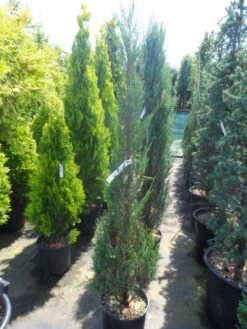 Jeneverbes (Juniperus Scopulorum 'Skyrocket') -Directplant Winkel juniperus scopulorum skyrocket 125 150 1