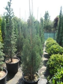 Jeneverbes (Juniperus Scopulorum 'Skyrocket') -Directplant Winkel juniperus scopulorum skyrocket 150 175