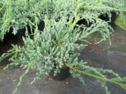 Jeneverbes (Juniperus Squamata 'Blue Carpet') -Directplant Winkel juniperus squamata blue carpet 1