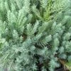Jeneverbes (Juniperus Squamata 'Blue Carpet') -Directplant Winkel juniperus squamata blue carpet 2 1