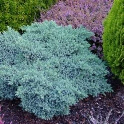 Jeneverbes (Juniperus Squamata 'Blue Star') -Directplant Winkel juniperus squamata blue star 2