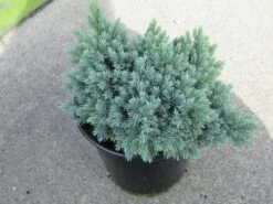 Jeneverbes (Juniperus Squamata 'Blue Star') -Directplant Winkel juniperus squamata blue star 1 1