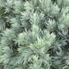 Jeneverbes (Juniperus Squamata 'Blue Star') -Directplant Winkel juniperus squamata blue star 2 1