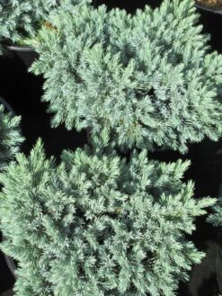 Jeneverbes (Juniperus Squamata 'Blue Star') -Directplant Winkel juniperus squamata blue star 3 1