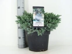 Jeneverbes (Juniperus Squamata 'Blue Star') -Directplant Winkel juniperus squamata blue star c5 m 2
