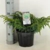 Jeneverbes (Juniperus Squamata 'Blue Swede') -Directplant Winkel juniperus squamata blue swede c3 m 1