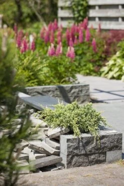 Jeneverbes (Juniperus Squamata 'Holger') -Directplant Winkel juniperus squamata holger 1