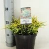 Jeneverbes (Juniperus Squamata 'Holger') -Directplant Winkel juniperus squamata holger zomer c3 m