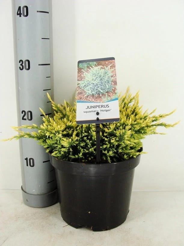 Jeneverbes (Juniperus Squamata 'Holger') 3 Jeneverbes (Juniperus Squamata 'Holger')