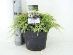 Jeneverbes (Juniperus Squamata 'Holger') -Directplant Winkel juniperus squamata holger zomer c5 m 1