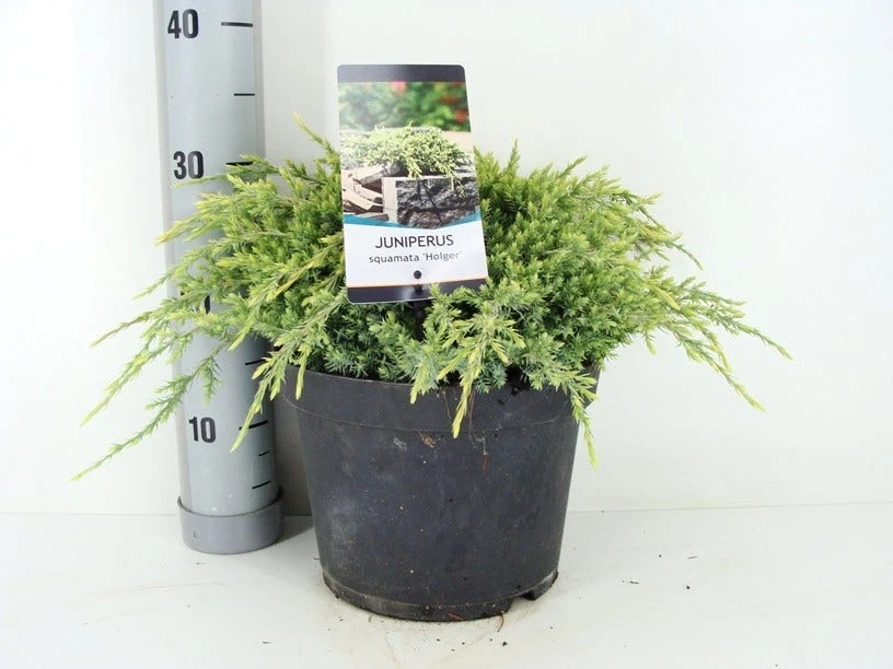 Jeneverbes (Juniperus Squamata 'Holger') 4 Jeneverbes (Juniperus Squamata 'Holger') - Afbeelding 2