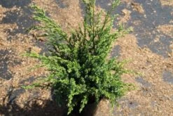 Jeneverbes (Juniperus Squamata 'Meyeri') -Directplant Winkel juniperus squamata meyeri 1