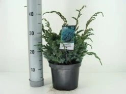 Jeneverbes (Juniperus Squamata 'Meyeri') -Directplant Winkel juniperus squamata meyeri c3 m 1
