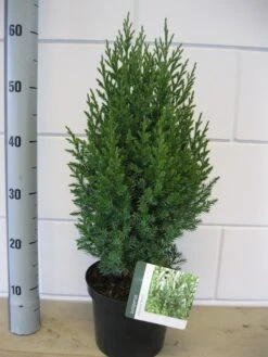 Jeneverbes (Juniperus Chinensis 'Stricta') -Directplant Winkel juniperus stricta c3 november 1