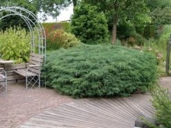 Jeneverbes (Juniperus Virginiana 'Grey Owl') -Directplant Winkel juniperus virginiana grey owl 1