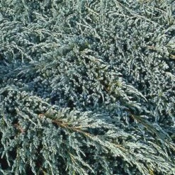 Jeneverbes (Juniperus Squamata 'Blue Carpet') 10 Jeneverbes (Juniperus Squamata 'Blue Carpet') -Directplant Winkel jusbcarp 4 1