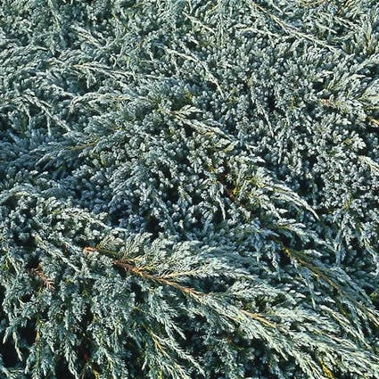 Jeneverbes (Juniperus Squamata 'Blue Carpet') 4 Jeneverbes (Juniperus Squamata 'Blue Carpet') - Afbeelding 2