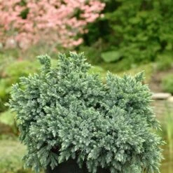 Jeneverbes (Juniperus Squamata 'Blue Star') -Directplant Winkel jusbstar 2 1
