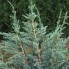 Jeneverbes (Juniperus Squamata 'Meyeri') -Directplant Winkel jusmeyer 3 1