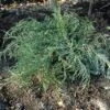 Jeneverbes (Juniperus Virginiana 'Grey Owl') -Directplant Winkel juvgowl 4 2
