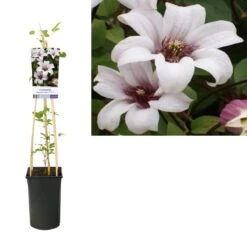 Bosrank (Clematis 'Princess Kate') -Directplant Winkel k303.36708 clematis princess kate pbr light s pot