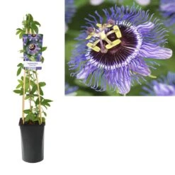 Passiebloem (Passiflora 'Purple Rain') -Directplant Winkel k303.75905 passiflora purple rain light s pot