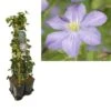 Hedera-Clematis Mix Haag (Prince Charles) -Directplant Winkel k390.99122 clematis prince charles 1m privacy