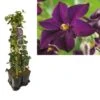 Hedera-Clematis Mix Haag (Romantika) 2 Hedera-Clematis Mix Haag (Romantika) -Directplant Winkel k390.99123 clematis romantika 1m privacy 2