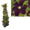 Hedera-Clematis Mix Haag (Warszawska Nike) -Directplant Winkel k390.99124 clematis warszawska nike 1m privacy 1