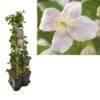 Hedera-Clematis Mix Haag (Mayleen) -Directplant Winkel k390.99128 clematis montana mayleen 1m privacy 2