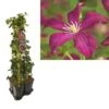Hedera-Clematis Mix Haag (M.J. Correvon) -Directplant Winkel k390.99131 clematis vit. madame julia correvon 1m privacy 3
