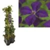 Hedera-Clematis Mix Haag (Polish Spirit) -Directplant Winkel k390.99132 clematis vit. polish spirit 1m privacy