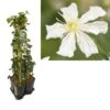 Hedera-Clematis Mix Haag (Paul Farges) -Directplant Winkel k390.99133 clematis paul farges 1m privacy