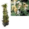 Hedera-Kamperfoelie Mix Haag (Hall's Prolific) -Directplant Winkel k390.99134 lonicera j. hall s prolific 1m privacy 2