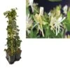 Hedera-Kamperfoelie Mix Haag (Belgica Select) -Directplant Winkel k390.99136 lonicera per. belgica select 1m privacy 1