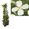 Hedera-Clematis Mix Haag (grandiflora) -Directplant Winkel k390.99141 clematis montana grandiflora 1m privacy 1 1