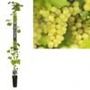 Pitloze Witte Druif (Vitis Vinifera 'Millenium') -Directplant Winkel k501.98365 vitis vinifera millenium long strong 1