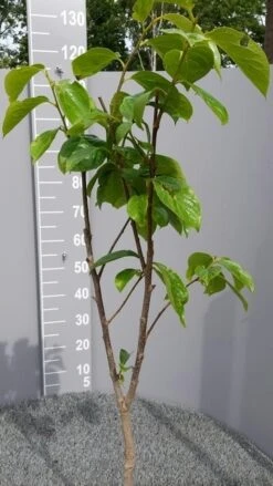 Kaki (Diospyros Kaki) -Directplant Winkel kakihalfstam01