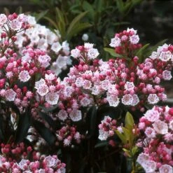 Lepelboom (Kalmia Latifolia) -Directplant Winkel kalatifo 8