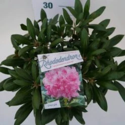 Dwergrhododendron (Rhododendron 'Kalinka') 7 Dwergrhododendron (Rhododendron 'Kalinka') -Directplant Winkel kalinka c4 boven 2