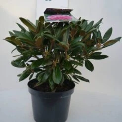 Dwergrhododendron (Rhododendron 'Kalinka') -Directplant Winkel kalinka c4 voor 1