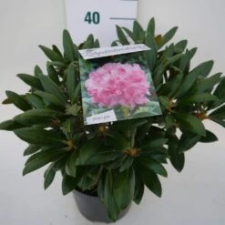 Dwergrhododendron (Rhododendron 'Kalinka') 9 Dwergrhododendron (Rhododendron 'Kalinka') -Directplant Winkel kalinka c4 zij 2