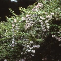 Kolkwitzia (Kolkwitzia Amabilis 'Pink Cloud') -Directplant Winkel koamabil 25 5