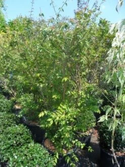 Kolkwitzia (Kolkwitzia Amabilis 'Pink Cloud') -Directplant Winkel kolkwitzia amabilis 150 175 c35